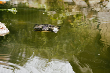 Turtle in the lake. Slovakia