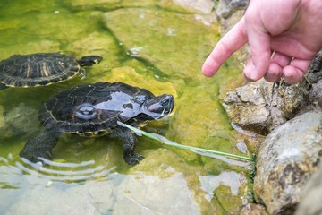 Turtle in the lake. Slovakia