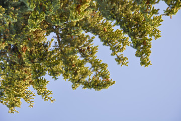 Spruce branches with cones against the sky.