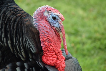Irish Turkey