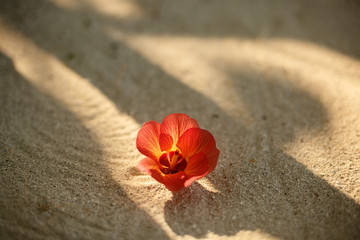 Red flower on the beach on a tropical island.