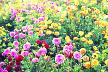Obraz premium Wunderschöne Blumen im Sommer
