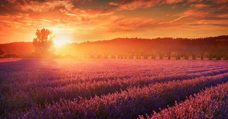Fototapeta na wymiar Lavender field at sunset, Provence, France