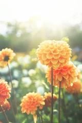 Photo sur Plexiglas Dahlia Wunderschöne Blumen im Sommer