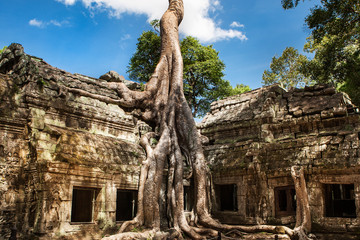 Ta Phrom bei Angkor Wat, Kambodscha - 166918597