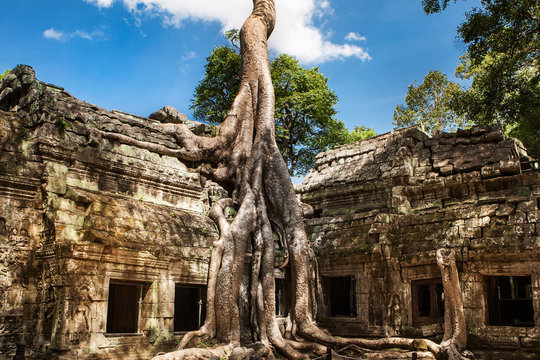 Ta Phrom bei Angkor Wat, Kambodscha