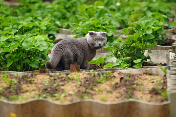 beautiful portrait of a Scottish fold cat