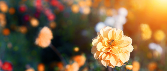 Wundersch&ouml;ne Blumen im Sommer