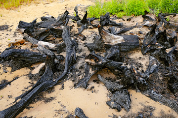 burned trees in the field