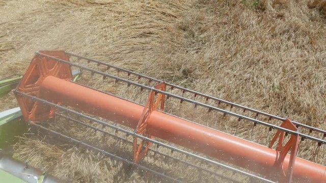 Harvesting grain. Harvester "claas lexion"