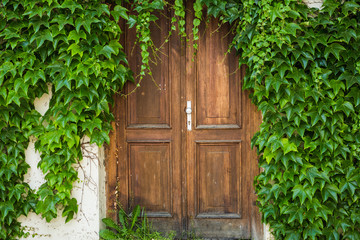 Ancient wooden door with green plants