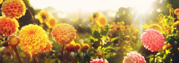 Deurstickers Dahlia Mooie bloemen in de zomer