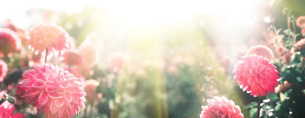 Foto op Plexiglas Mooie bloemen in de zomer © Thaut Images