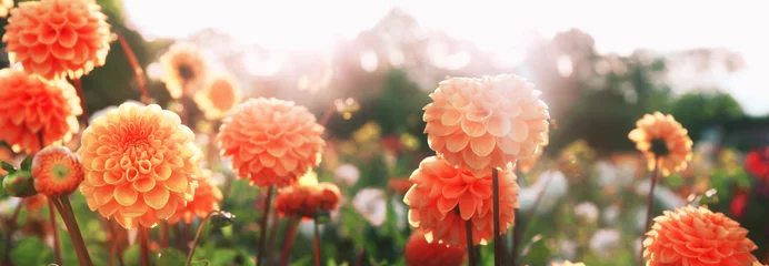 Afwasbaar Fotobehang Dahlia Mooie bloemen in de zomer
