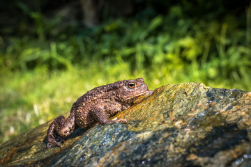 Fototapeta na wymiar Amphibian, Common British Toad / Frog