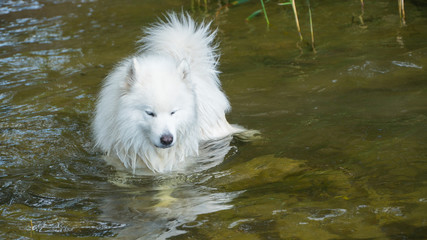Samoyed dog in the water with a stick.