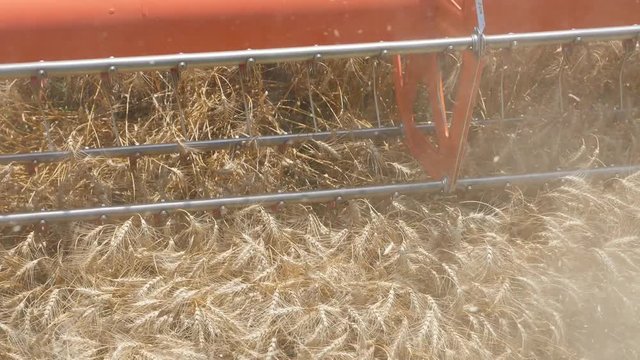 Harvesting grain. Harvester "claas lexion"