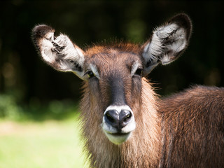 Portrait of Defassa waterbuck antelope -  Kobus ellipsiprymnus defassa