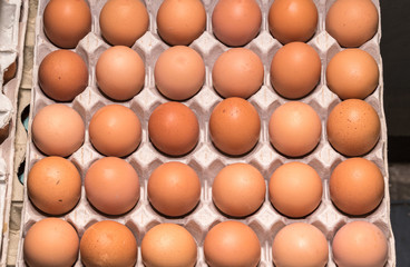 Eggs in trays
