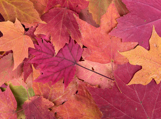 Background of Colorful Autumn Leaves