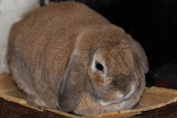 Fawn coloured mini lop-eared rabbit lying down on wooden ledge