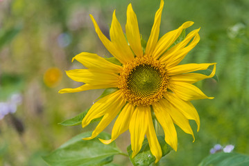 Single sunflower with blurred green vegetation behind