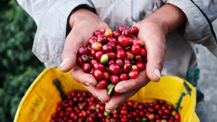 Zelfklevend Fotobehang Landbouwhanden die geoogste koffiebessen tonen © Pixeltheater