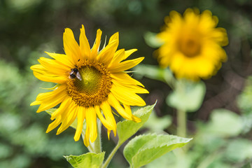 Fototapeta premium Sunflower with bumble bee and another sunflower blurred in distance behind