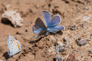 Eastern Tailed Blue Butterfly