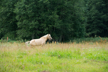 Horses grazing in a field near the forest.