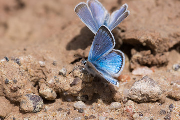Eastern Tailed Blue Butterfly