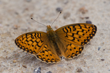 Fototapeta na wymiar Aphrodite Fritillary butterfly with orange color