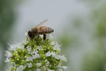 Honey bee collecting nectar from oregano flower