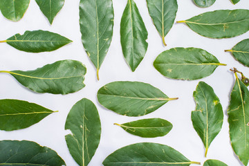 Laurel leaves on white