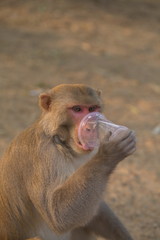 The monkey drinks from a plastic glass