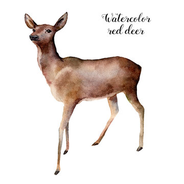 Watercolor deer. Hand painted wild animal illustration isolated on white background. Christmas nature print for design. 