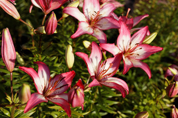 Lily flowers in a garden