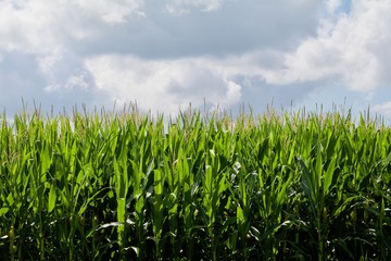 Growing Corn Background Half Sky