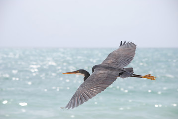 Heron flying