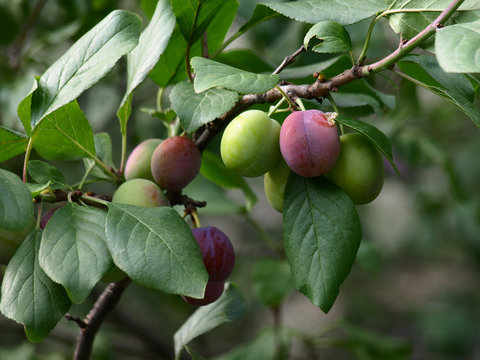 Not ripened fruits of plum