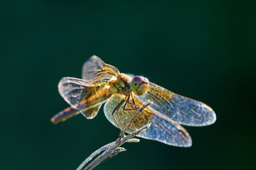 Golden Dragonfly Closeup