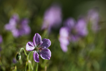 A Purple Spring Beauty five petal flower 