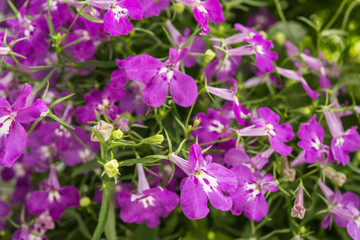 Fototapeta na wymiar Purple Trailing Lobelia Sapphire flowers or Edging Lobelia, Garden Lobelia.