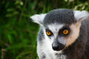 Wild lemur that is curious