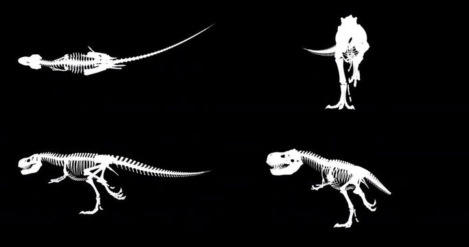 Trex skeleton running cycle, 3D animation loop, alpha channel