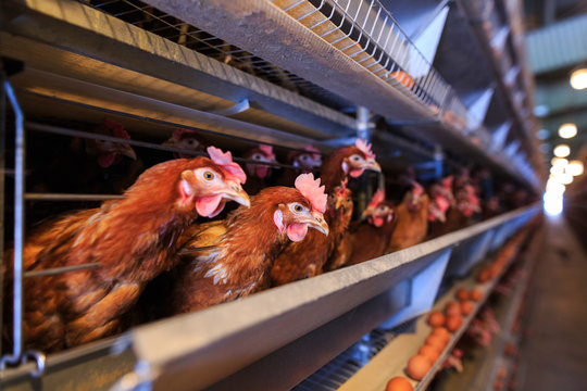 Factory Chicken egg production. Red chickens are seated in special cages. Linear perspective. Agribusiness company.