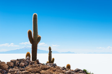 Big cactus on Incahuasi island, Salar de Uyuni, Bolivia