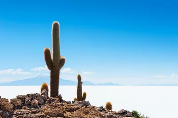 Deurstickers Big cactus on Incahuasi island, Salar de Uyuni, Bolivia © smallredgirl