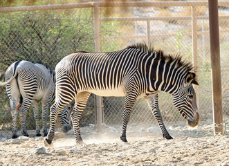 Fototapeta na wymiar 2 Zebras in zoo