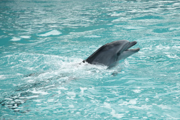 dolphin show